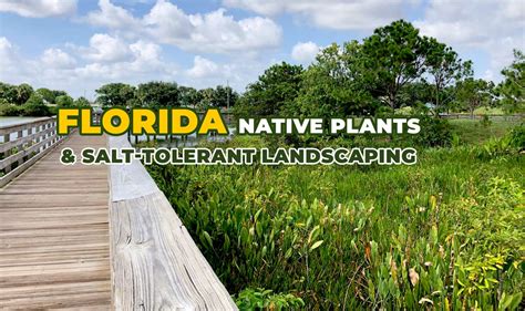 Florida Native Plants and Salt Tolerant Landscaping | Lawns and Palms