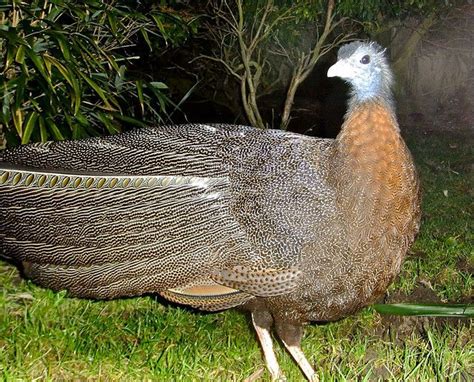 Great Argus Pheasant - Majestic Bird