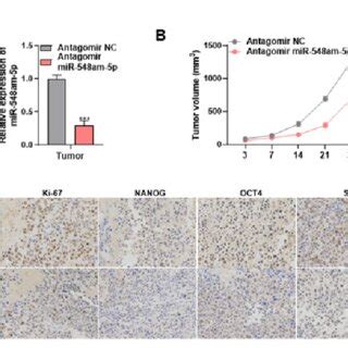 Mir Am P Affects Crc Cell Proliferation Apoptosis And Stemness Via