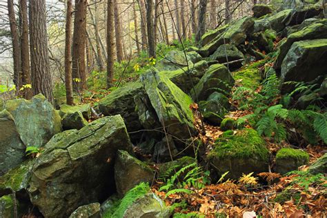 Free Images Nature Rock Wilderness Plant Hiking Leaf Flower