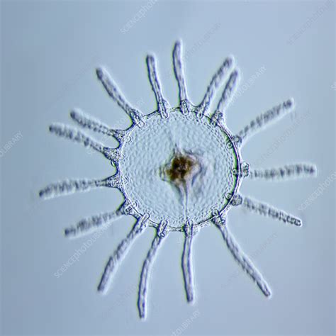 Medusa Stage Of Obelia Sp Hydroid Light Micrograph Stock Image