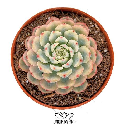 Echeveria Minima Variegata - JardimDaPini