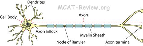 Nodes Of Ranvier Function - cloudshareinfo