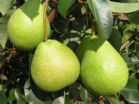 15 лучших сортов груши для средней полосы | Gardening tips, Pear, Fruit