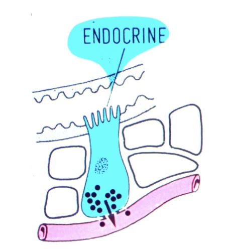 Introduction To Endocrinology Flashcards Quizlet