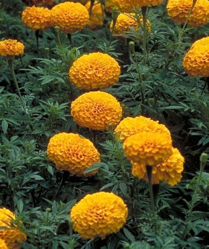 Marigold Flower Benefits Plant Medicinal Uses And Images Artofit