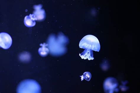 40 Jellyfish Facts: One Of The Sea's Oldest Creatures - Facts.net