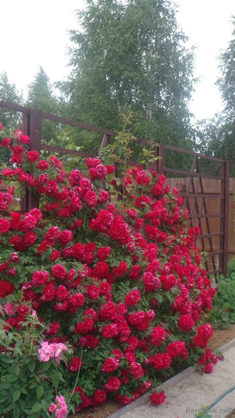 фламентанц невысокая плетистая | Dipinti ad olio con paesaggio ...
