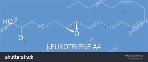 Leukotriene A Lta Molecule Skeletal Formula Stock Vector Royalty