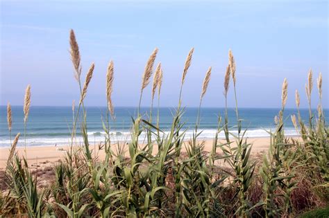 Playa Dunas De Arena Mar Foto Gratis En Pixabay Pixabay