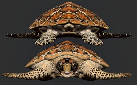 Artstation Hawksbill Sea Turtle Resources