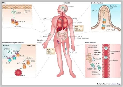 Organ Locations In The Body Image – Anatomy System – Human Body Anatomy ...