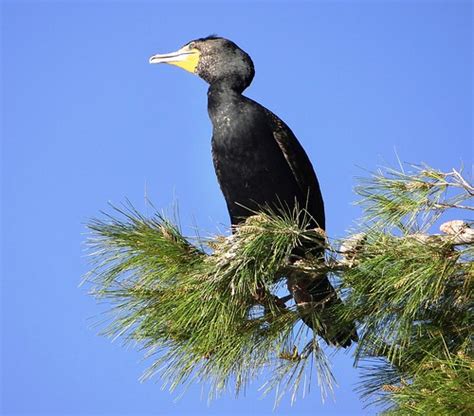 Double Crested Cormorant Photographed In California City Flickr