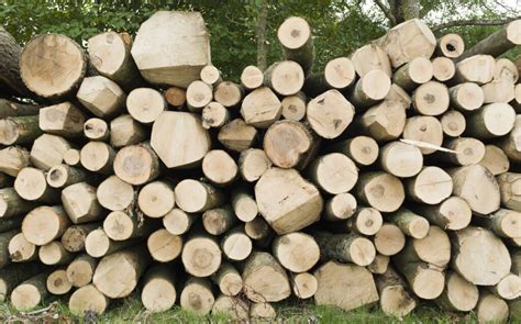 environmental impacts  timber logging  construction