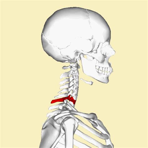 Vertebra Prominens - Physiopedia