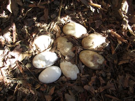 Goose Nest Kw Homestead