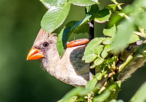 16 Fascinating Facts About Bird Sounds - Birds and Blooms