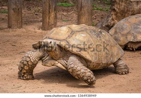 Giant Turtle Dipsochelys Gigantea Tropical Park Stock Photo