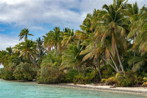 Coconut tree on polynesian tropical paradise beach 17236737 Stock Photo ...