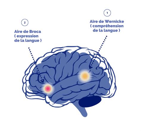 Limpact De Lapprentissage Dune Langue Sur Votre Cerveau