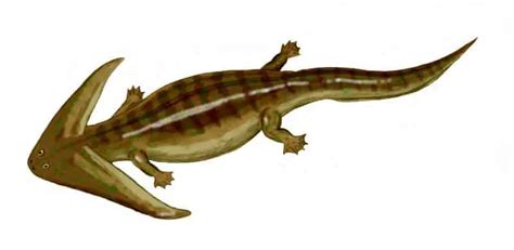 Diplocaulus | Dinosaurs - Pictures and Facts