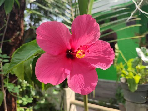 Hibiscus Flowering Plant With The Scientific Name Hibiscus Rosa