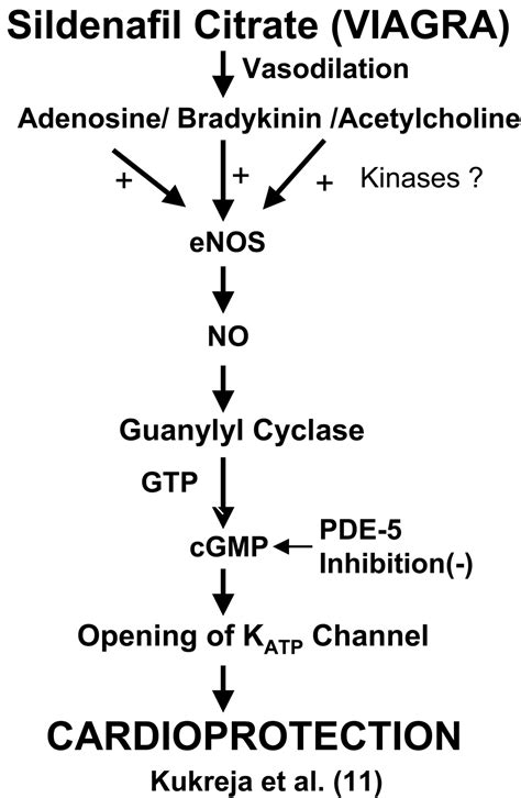 Sildenafil Mechanism