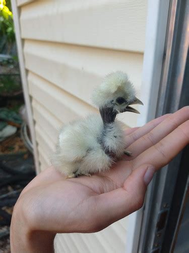 Showgirl Silkie Chicks Muffsntufts