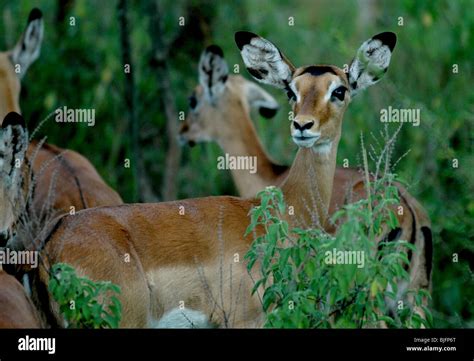 Impala Viewing In Mboro National Park Mboro National Park Uganda