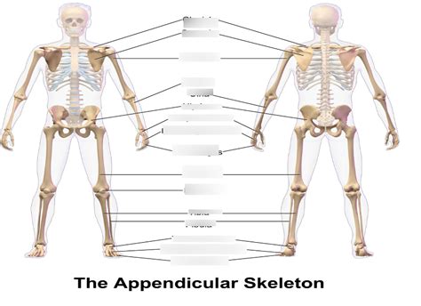 Appendicular Skeleton Diagram Quizlet