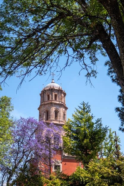 Premium Photo Jacaranda Tree And Purple Flowers In The Background The