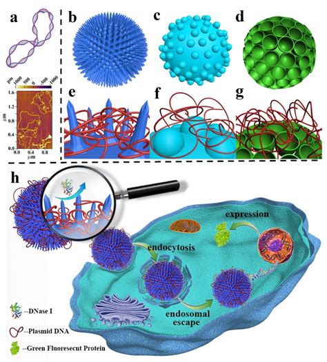 Plasmid DNA Delivery Nanotopography Matters Australian National