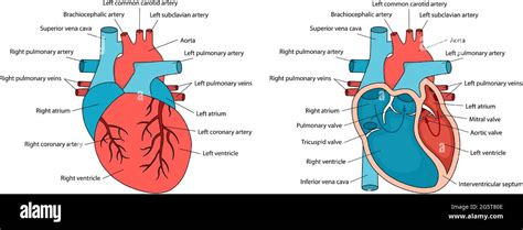 Anatomically Correct Heart With Descriptions Human Heart Anatomy With