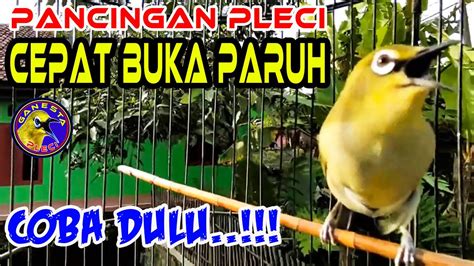 Pancingan Pleci Terbaru Agar Pleci Cepat Ngalas Gacor Buka Paruh