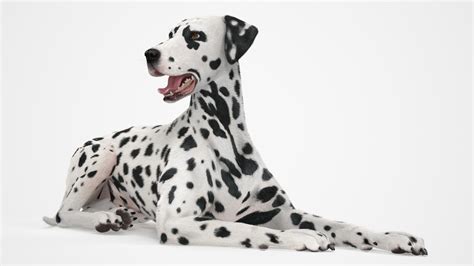 3D Spotted Lying Dalmatian Dog Fur Model - TurboSquid 2234989