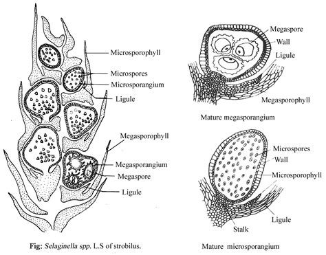 SELAGINELLA - CLASSIFICATION, STRUCTURE OF SPOROPHYTE, REPRODUCTION ...