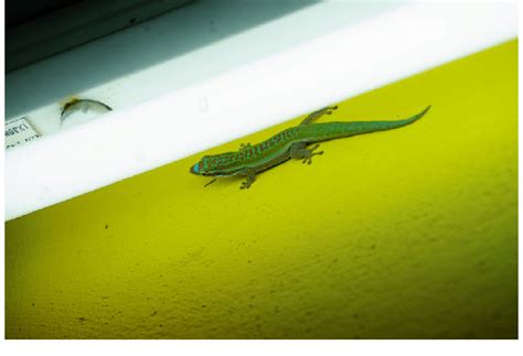 A Blue Tailed Day Gecko Phelsuma Cepediana Vertically Perched Below A