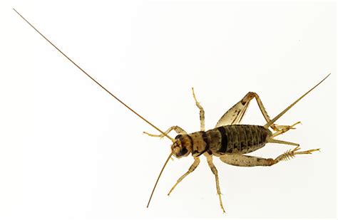 Cricket Gryllodes Sigillatus Bugguidenet