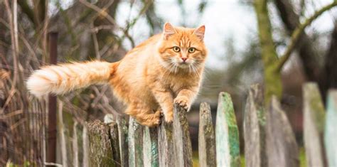 Katzen Vertreiben Und Aus Dem Garten Fernhalten 11 Effektive Schritte