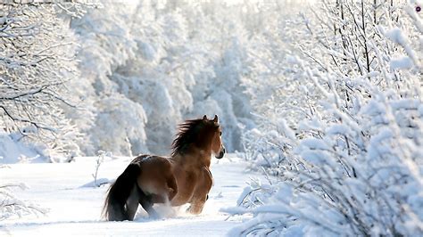 Winter Horse Wallpaper 55 Images