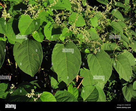 Japanese Knotweed Fallopia Japonica Reynoutria Japonica Blooming