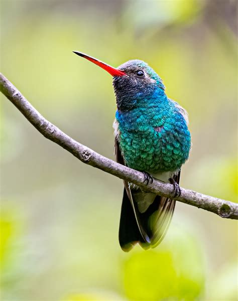 Broad Billed Hummingbird Owen Deutsch Photography