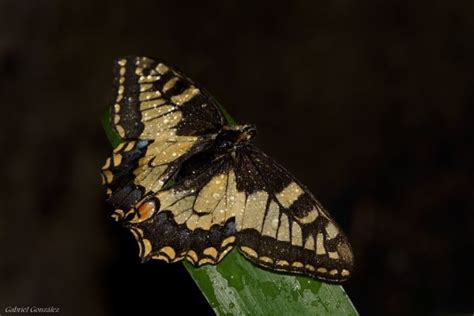 Fotos Gratis Mano Naturaleza Ala Fotograf A Hoja Flor Fauna