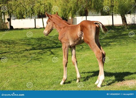 One Day Old Purebred Chestnut Foal Playing First Time With Her Mother