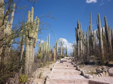 Jardín Botánico Reserva De La Biosfera Zapotitlán Salinas Jardin Botanico México Jardines