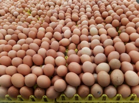 Pilha Dos Ovos Foto De Stock Imagem De Mantimento Cozinheiro