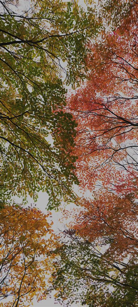 Les Fonds Décran Feuille Brown Rameau Paysage Naturel Feuilles