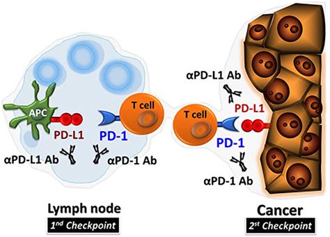 Frontiers Pd 1pd L1 Checkpoint Inhibitors In Tumor Immunotherapy