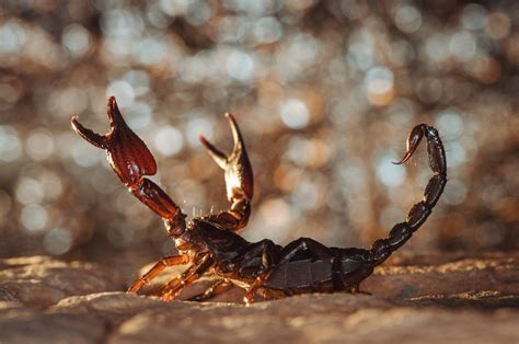 Download Bokeh Animal Scorpion 4k Ultra Hd Wallpaper