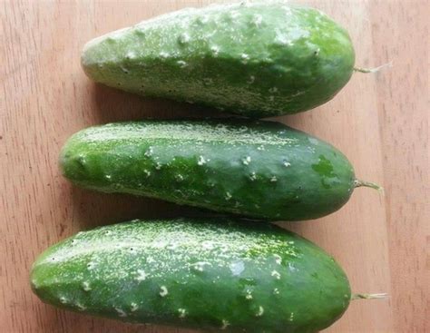 Wisconsin Smr Cucumber Seeds Heirloom Organic Etsy